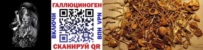 Галлюциногенные грибы Psilocybine cubensis Удомля